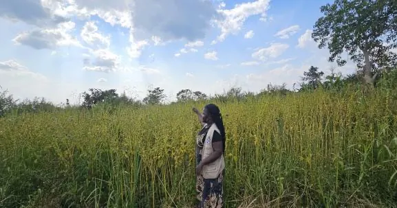 Mission Uganda staff monitoring a climate-resilient crop field
